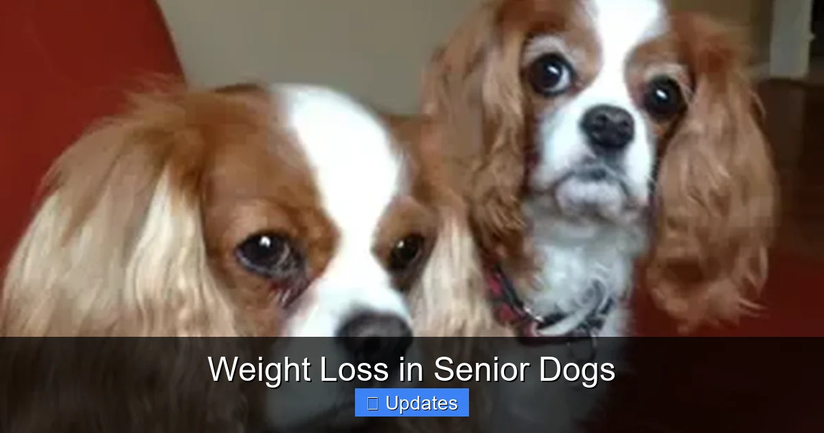 Weight Loss in Senior Dogs
