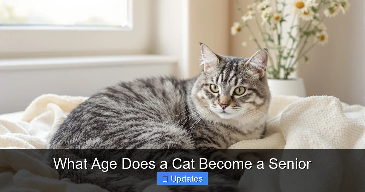 What Age Does a Cat Become a Senior