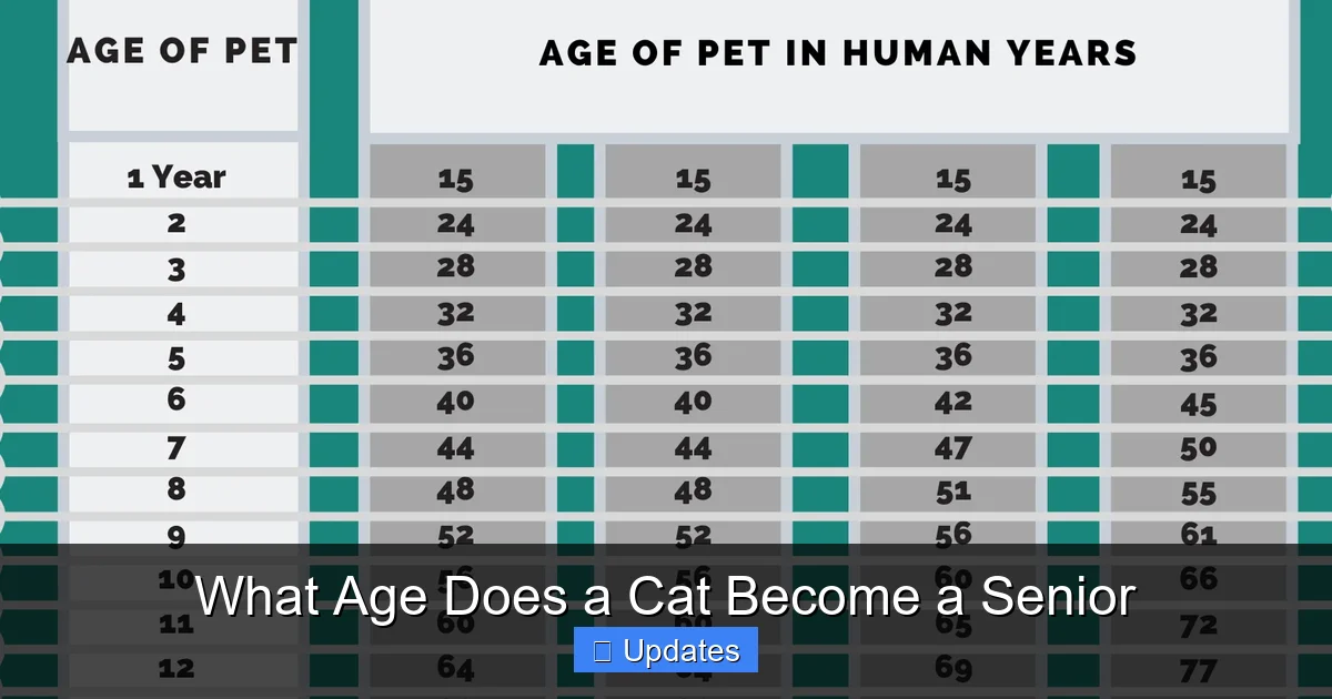 What Age Does a Cat Become a Senior