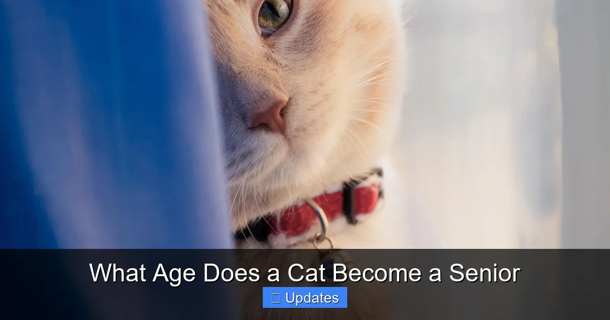 What Age Does a Cat Become a Senior