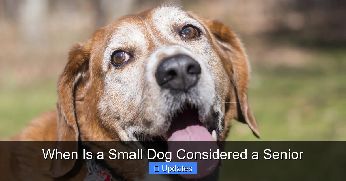When Is a Small Dog Considered a Senior