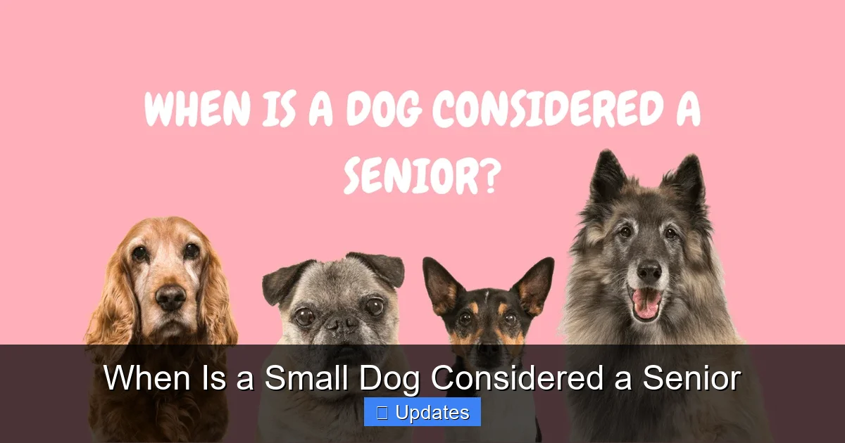 When Is a Small Dog Considered a Senior