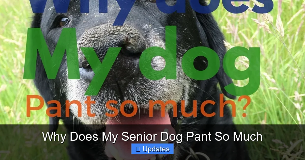Why Does My Senior Dog Pant So Much