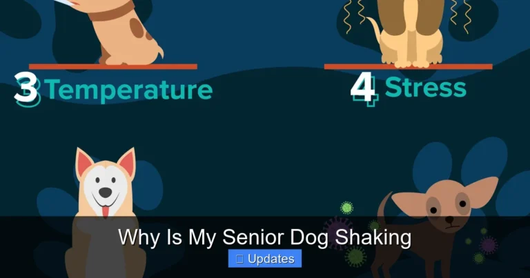 Why Is My Senior Dog Shaking