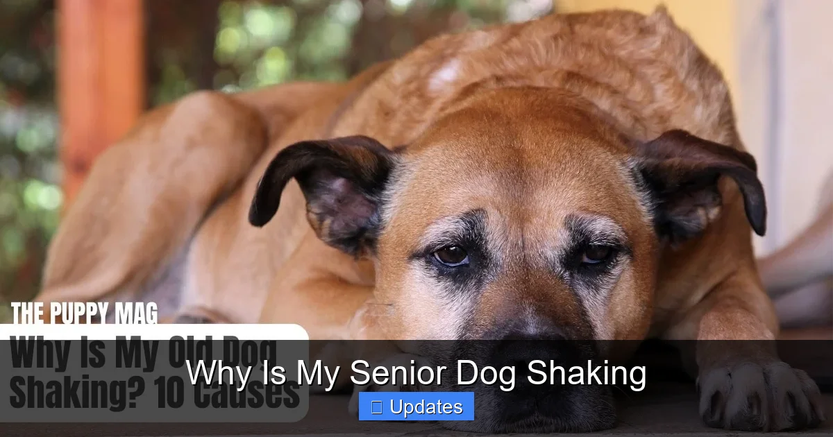 Why Is My Senior Dog Shaking