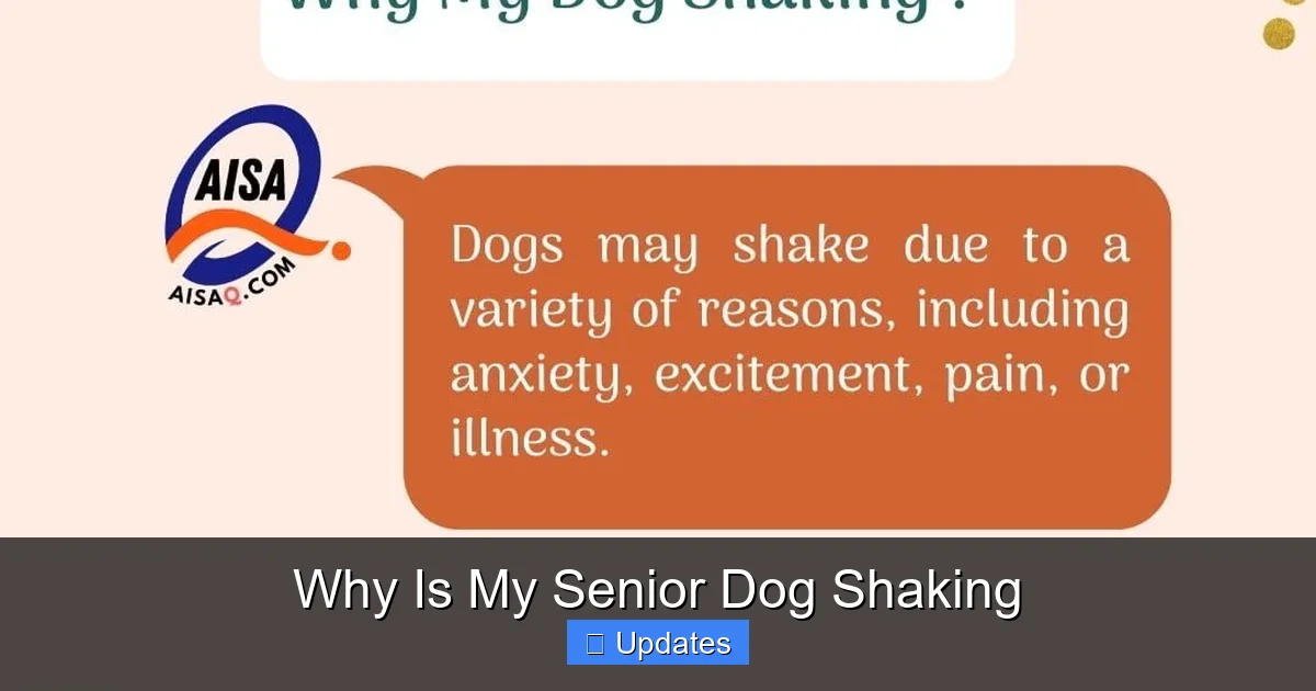 Why Is My Senior Dog Shaking