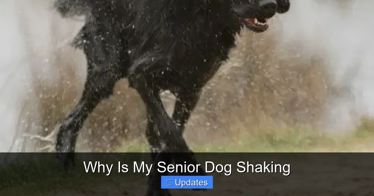 Why Is My Senior Dog Shaking