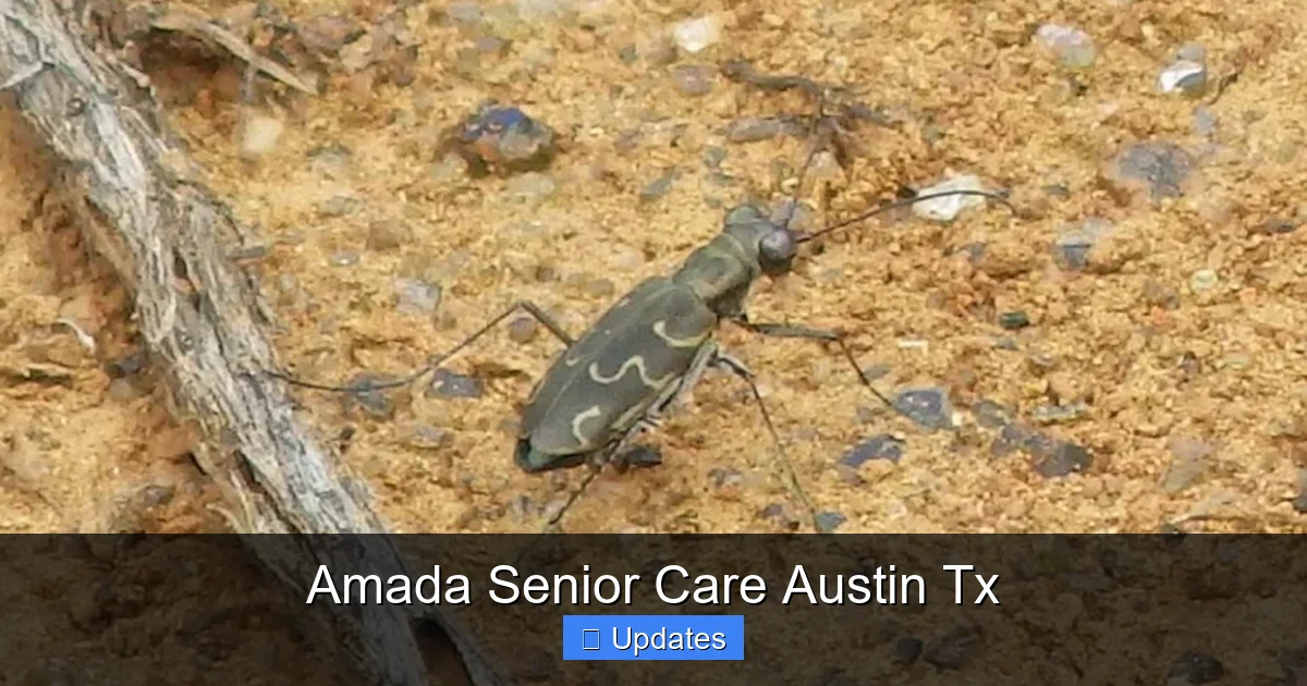 Amada Senior Care Austin Tx