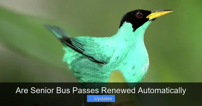 Are Senior Bus Passes Renewed Automatically