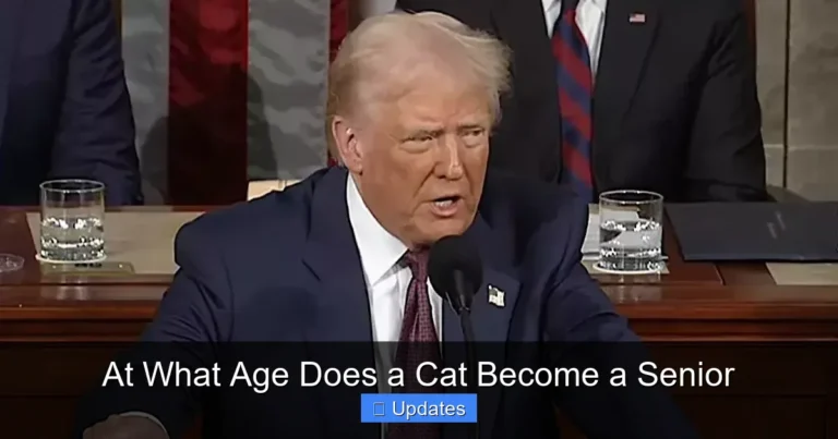 At What Age Does a Cat Become a Senior