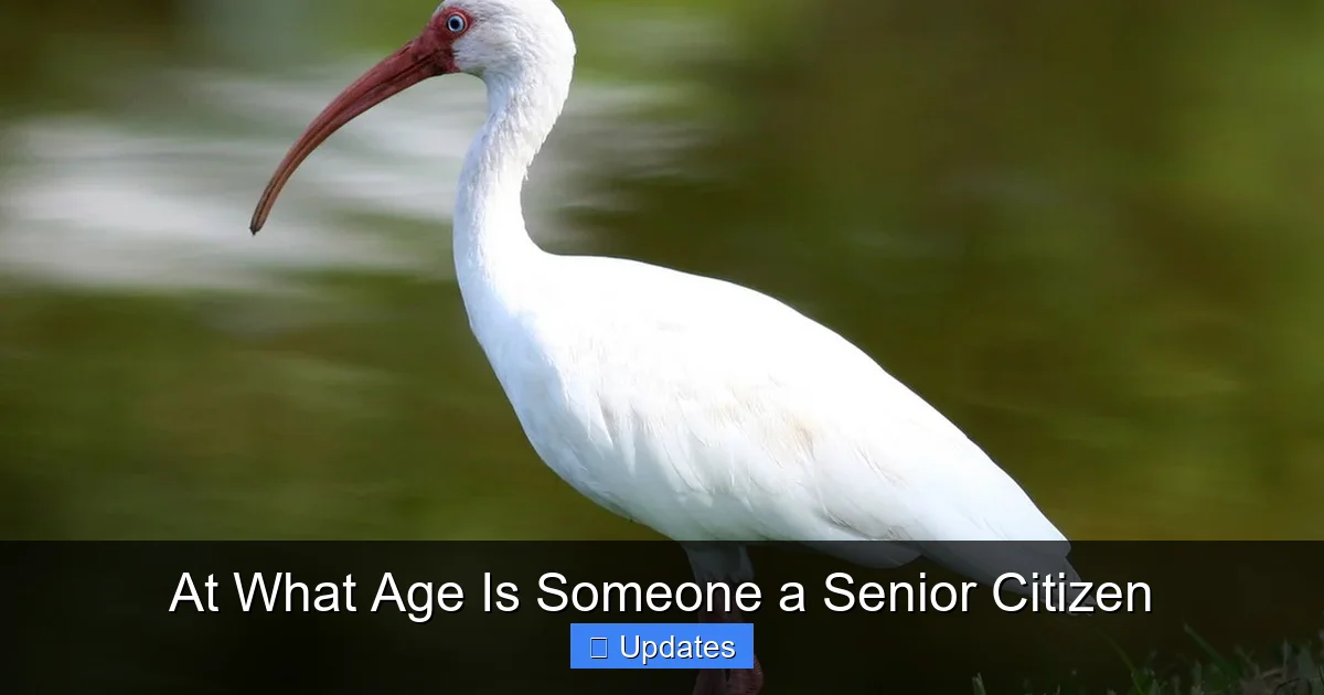 At What Age Is Someone a Senior Citizen