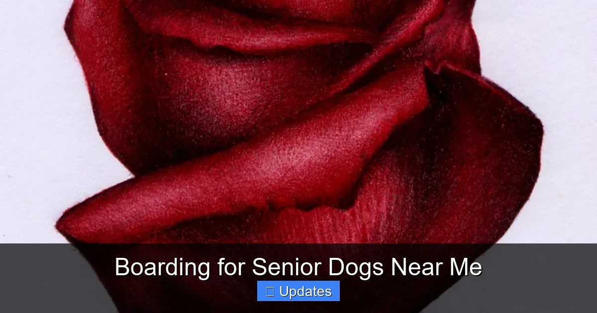 Boarding for Senior Dogs Near Me