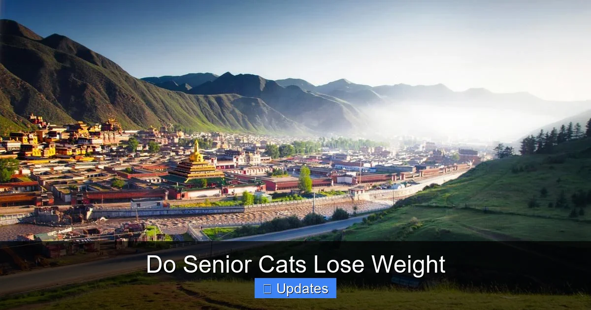 Do Senior Cats Lose Weight