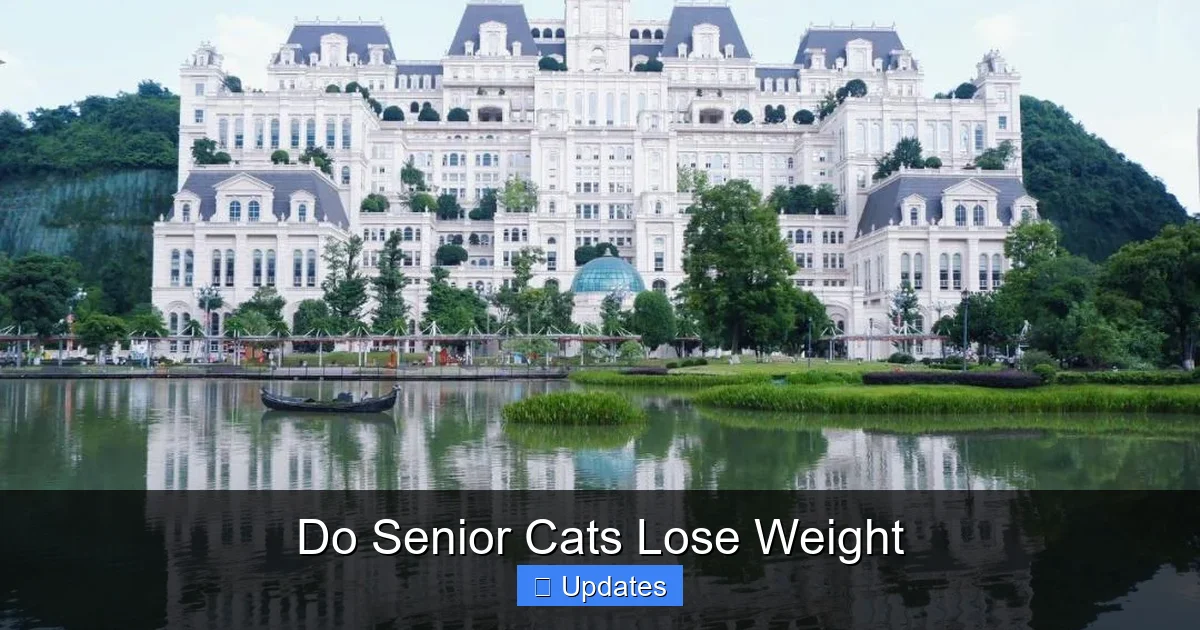 Do Senior Cats Lose Weight