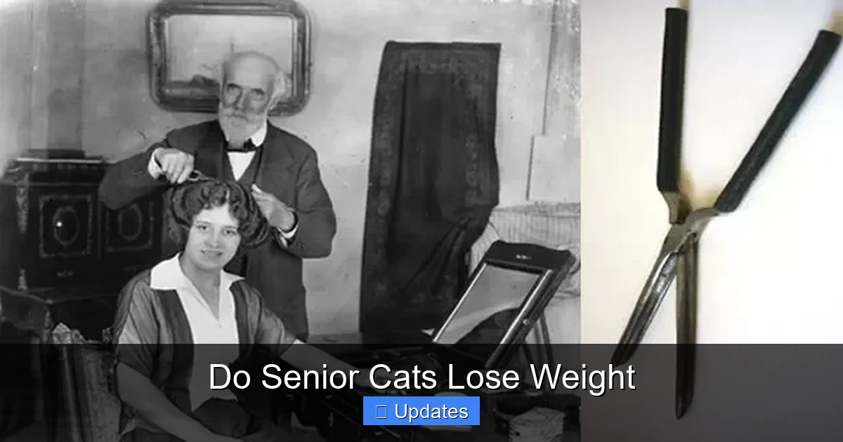 Do Senior Cats Lose Weight