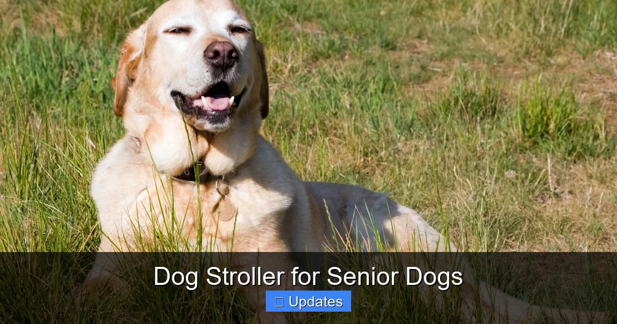 Dog Stroller for Senior Dogs