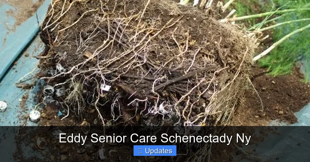 Eddy Senior Care Schenectady Ny