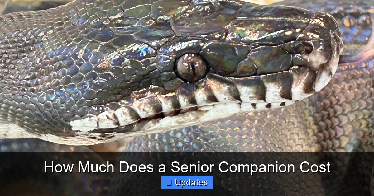How Much Does a Senior Companion Cost