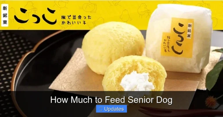 How Much to Feed Senior Dog