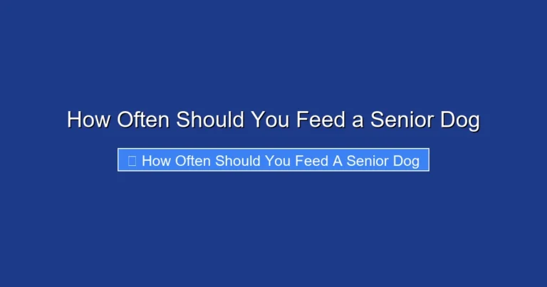 How Often Should You Feed a Senior Dog