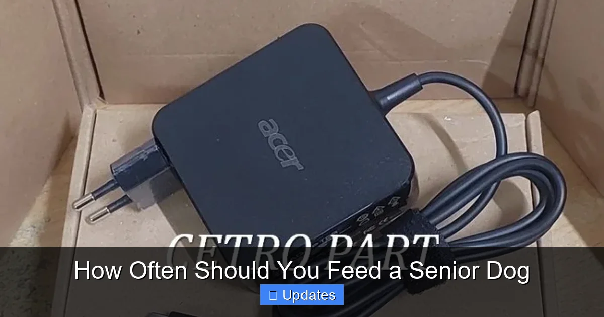 How Often Should You Feed a Senior Dog