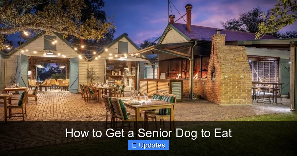How to Get a Senior Dog to Eat