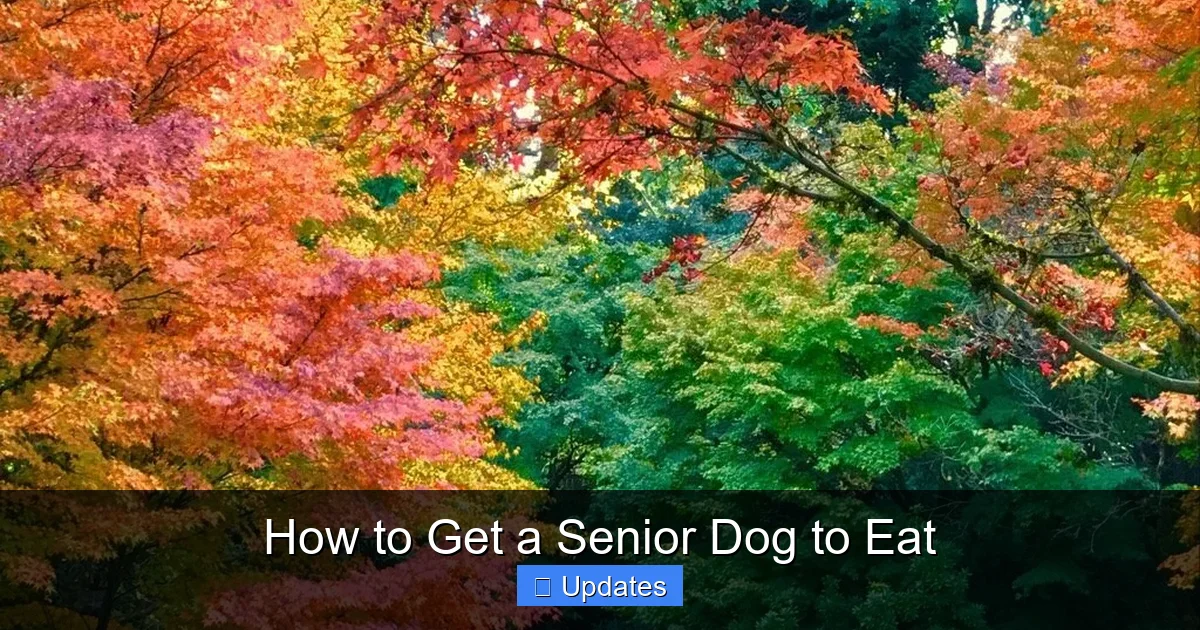 How to Get a Senior Dog to Eat