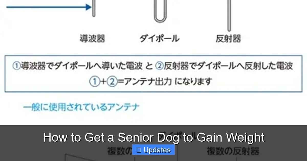 How to Get a Senior Dog to Gain Weight