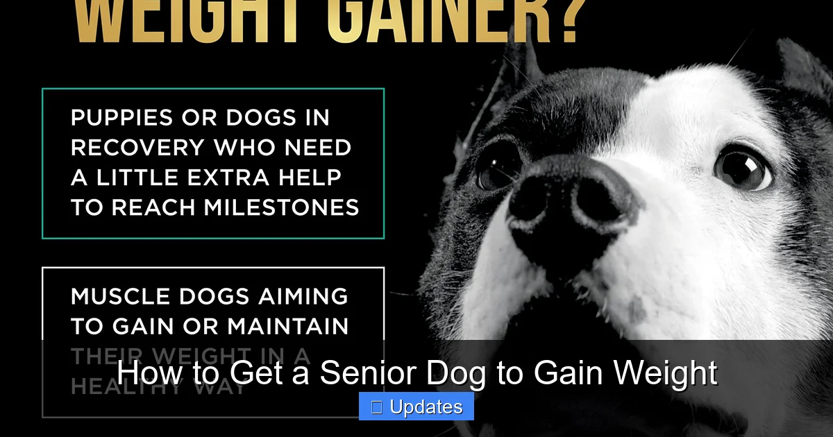 How to Get a Senior Dog to Gain Weight