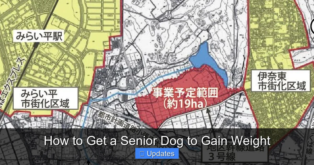 How to Get a Senior Dog to Gain Weight