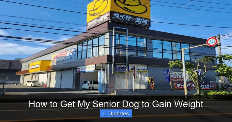 How to Get My Senior Dog to Gain Weight