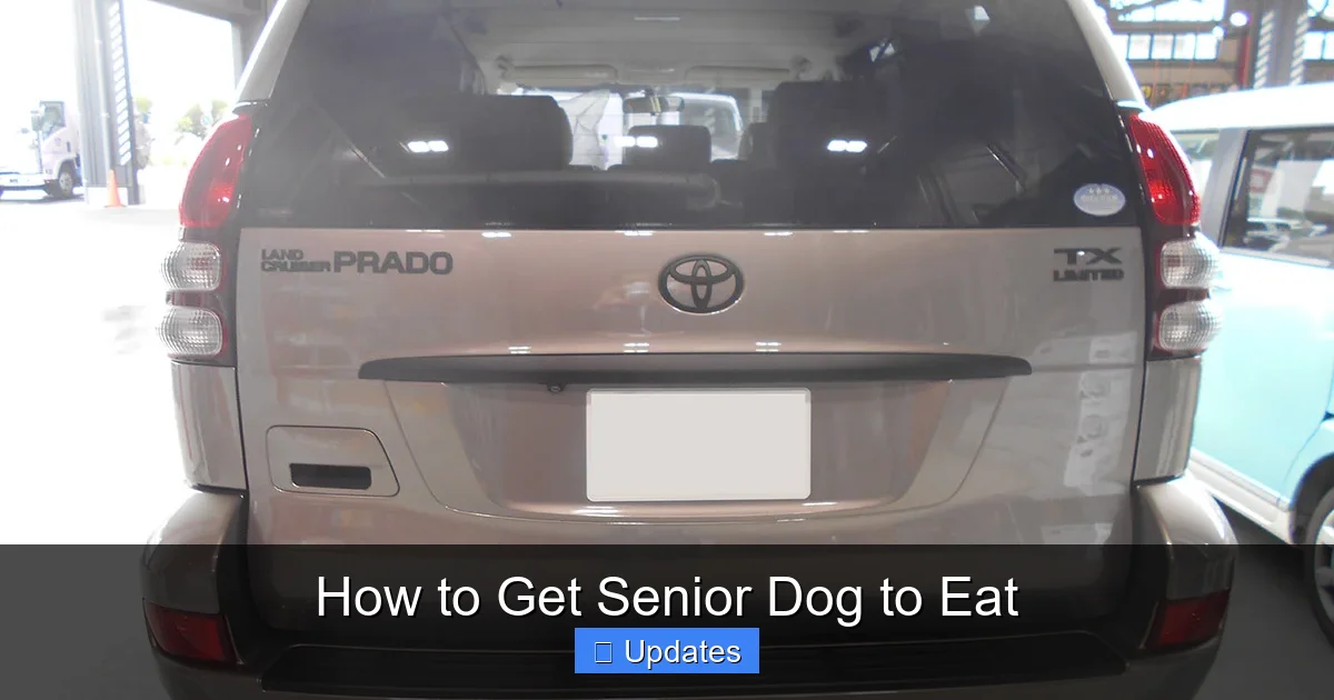 How to Get Senior Dog to Eat
