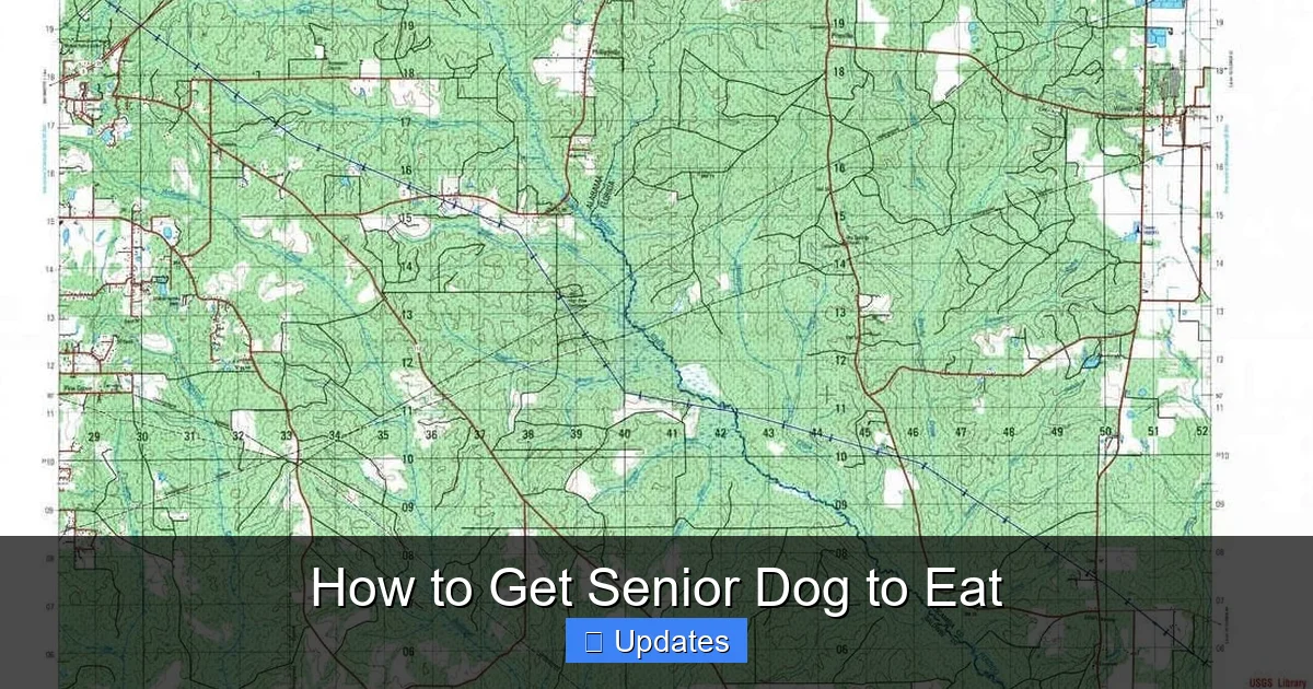 How to Get Senior Dog to Eat