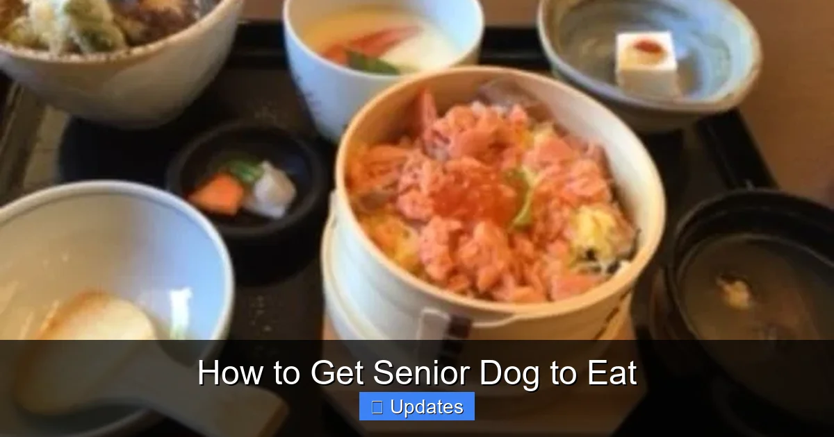 How to Get Senior Dog to Eat