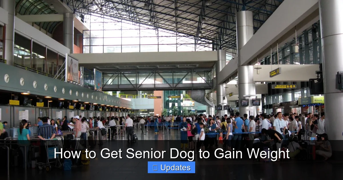 How to Get Senior Dog to Gain Weight
