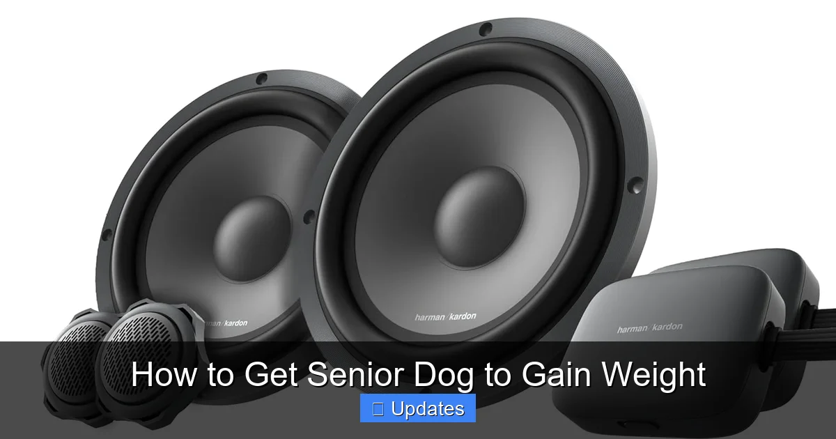 How to Get Senior Dog to Gain Weight