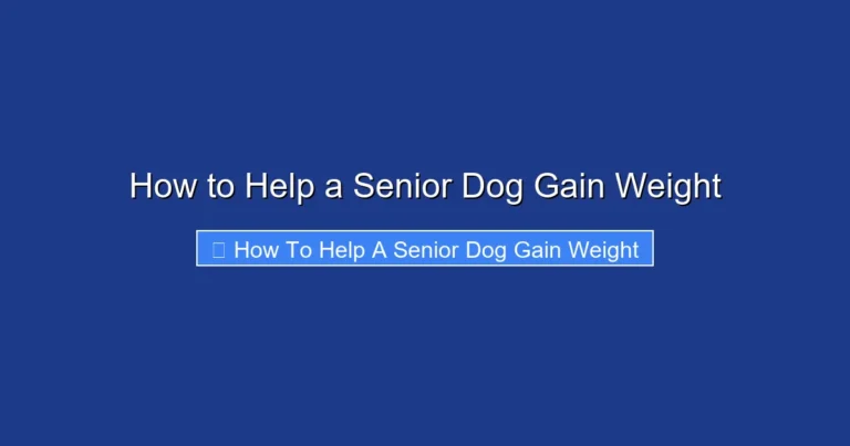 How to Help a Senior Dog Gain Weight