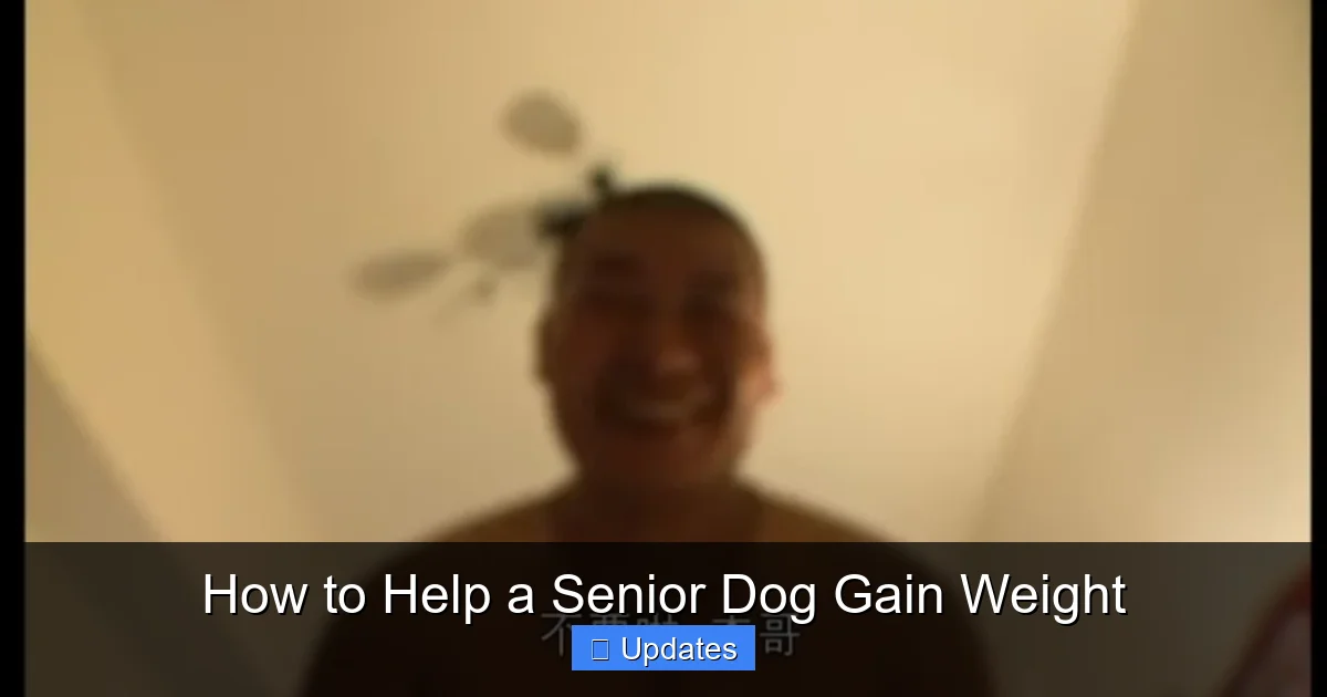 How to Help a Senior Dog Gain Weight
