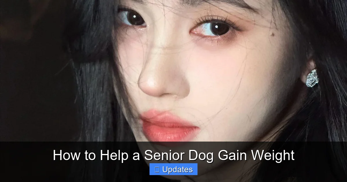 How to Help a Senior Dog Gain Weight