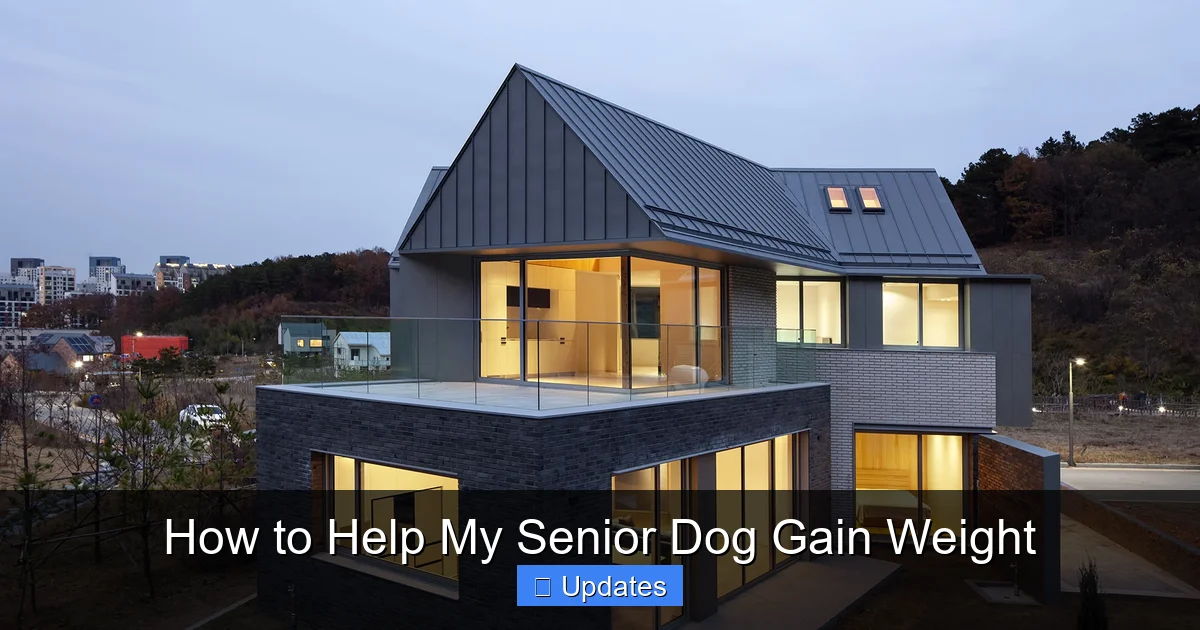 How to Help My Senior Dog Gain Weight