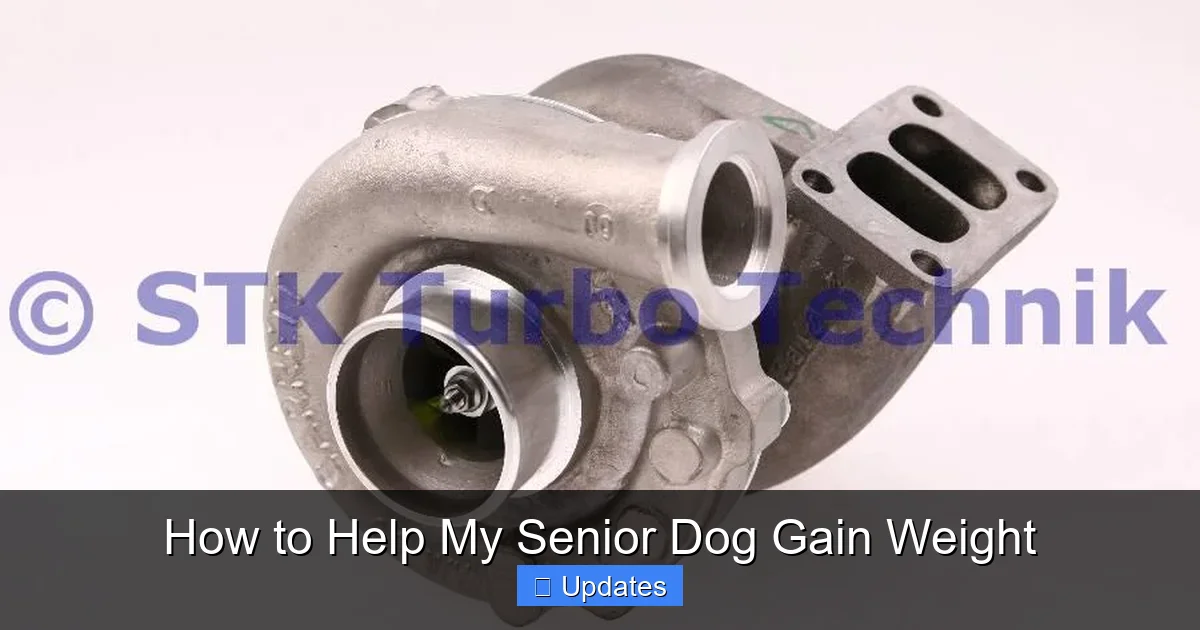 How to Help My Senior Dog Gain Weight