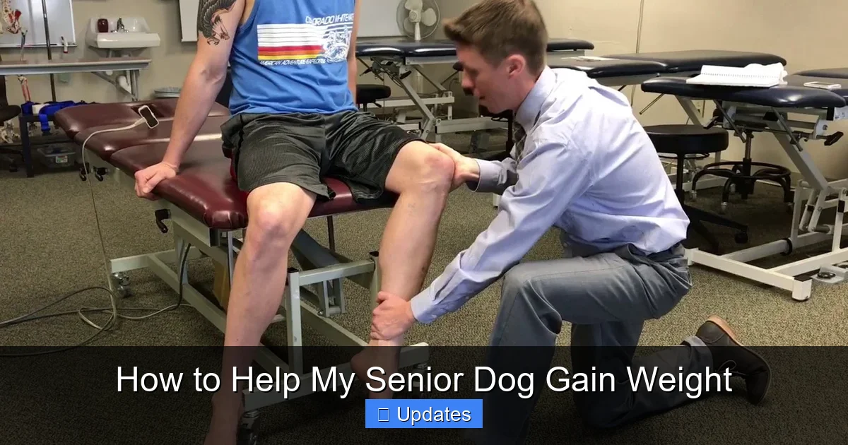 How to Help My Senior Dog Gain Weight