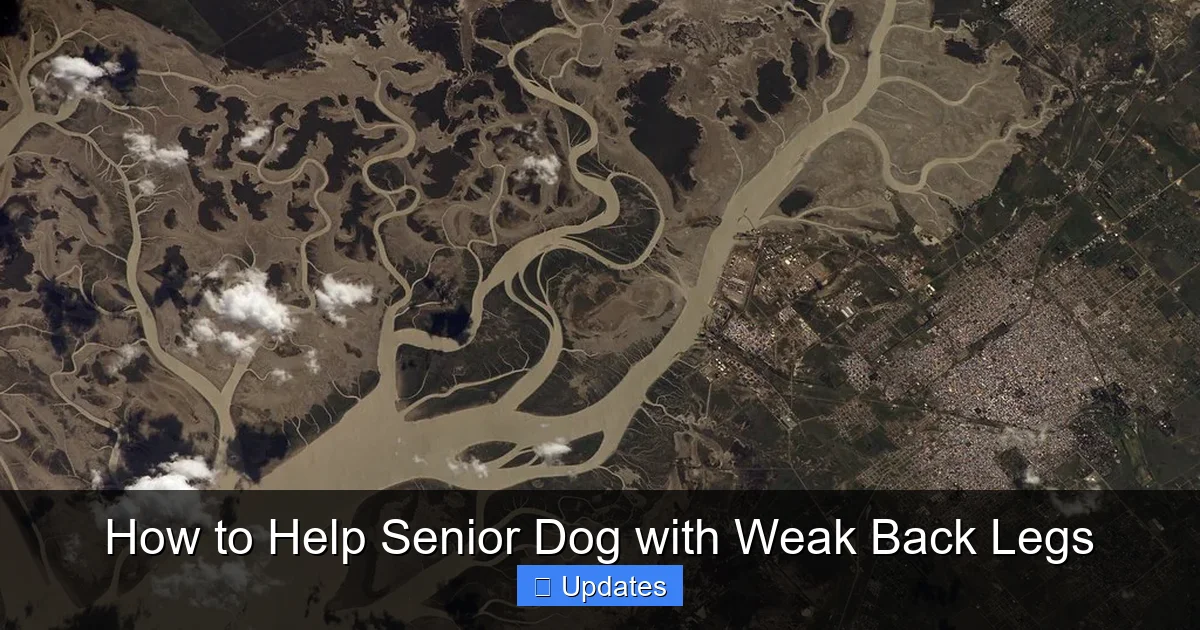How to Help Senior Dog with Weak Back Legs
