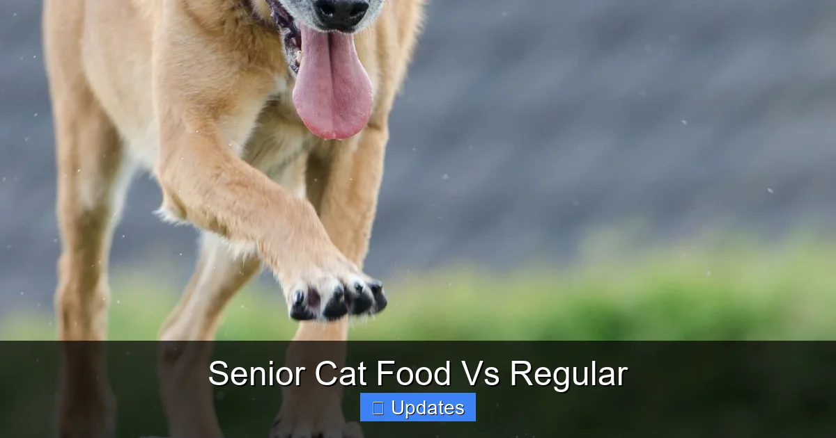 Senior Cat Food Vs Regular