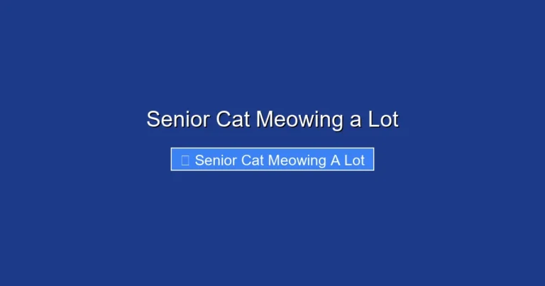 Senior Cat Meowing a Lot