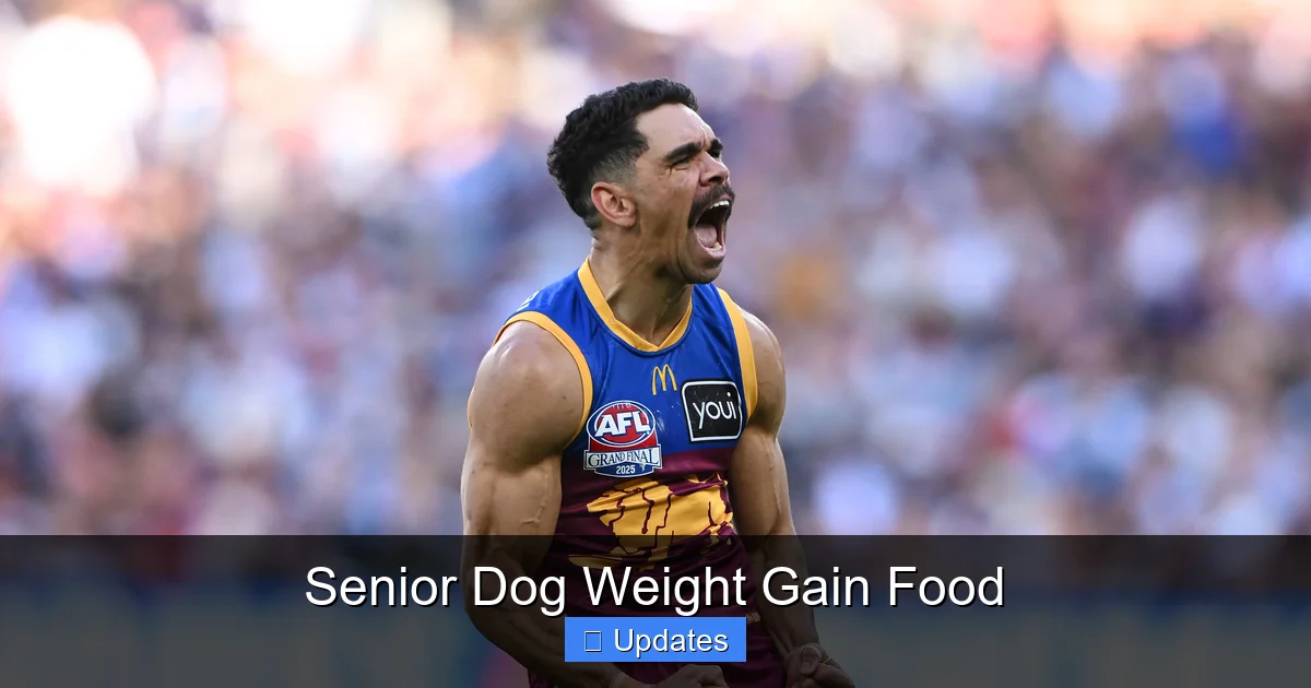 Senior Dog Weight Gain Food