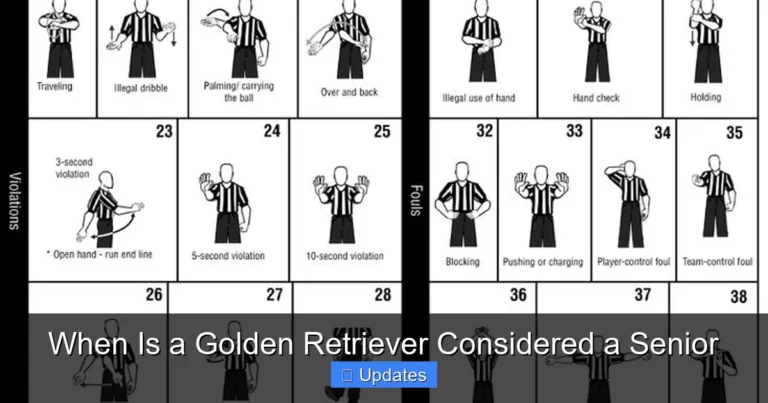 When Is a Golden Retriever Considered a Senior
