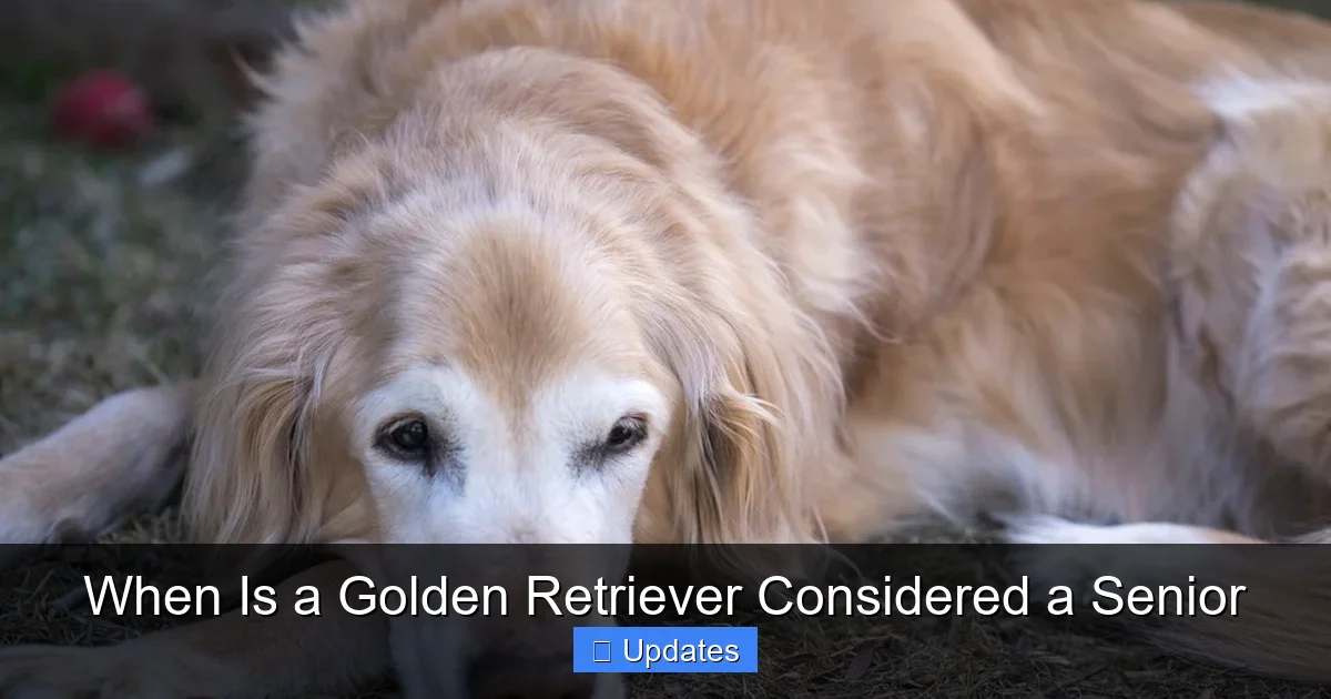 When Is a Golden Retriever Considered a Senior