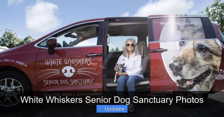 White Whiskers Senior Dog Sanctuary Photos