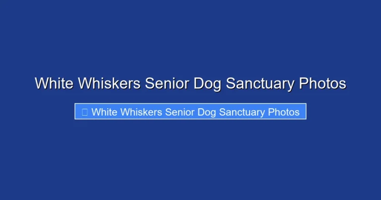 White Whiskers Senior Dog Sanctuary Photos